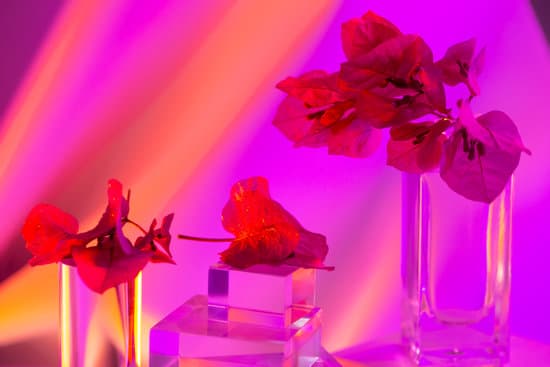 canva bougainvillea with purple filter MAEfpf1GDws