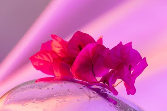 canva bougainvillea with purple filter MAEfpfvHDsc