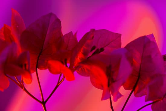 canva bougainvillea with purple filter MAEfpfwAbAY
