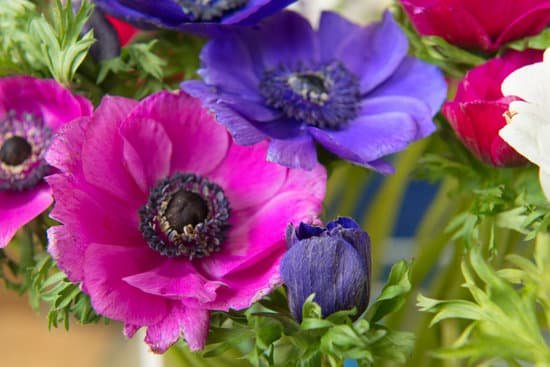 canva bouquet colorful anemone MADnuWCIDUk