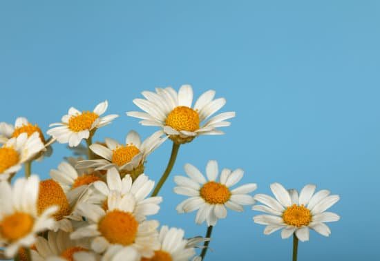 canva bouquet of chamomile flowers on blue background MAEHcrd0bAY