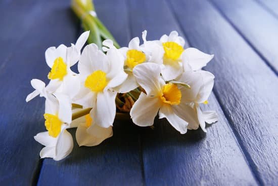 canva bouquet of daffodils on blue wooden surface MAD Md7mW5E