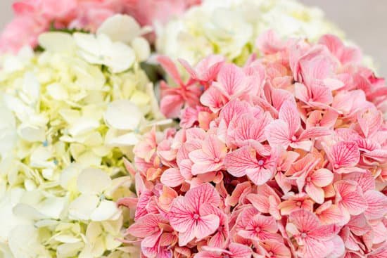canva bouquet of hydrangea MAEEjO7ueG0