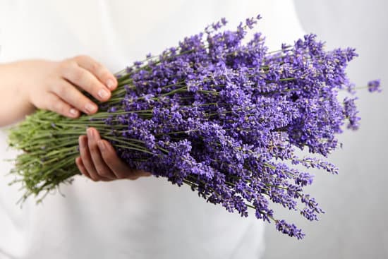 canva bouquet of lavender flowers MAEPKNcYJ1c