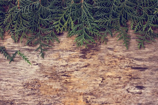 canva branches arborvitae MADFMjoNTAs