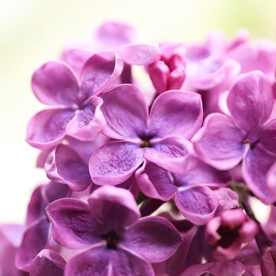 canva branches of fresh lilac closeup MAD QmLYwuo