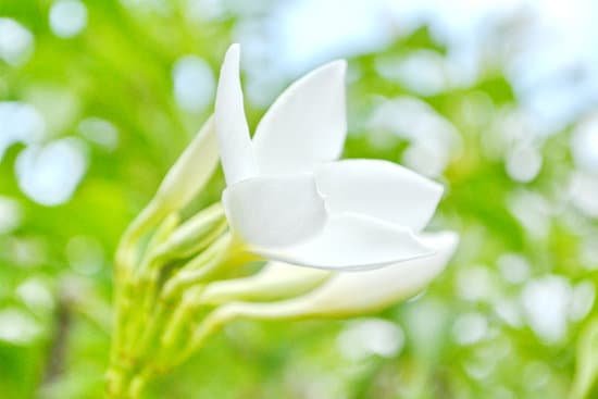 canva bridal bouquet plumeria white frangipani MADBVCjQyJA