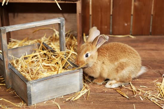 canva brown rabbit in a barn MAD MbmUsk4