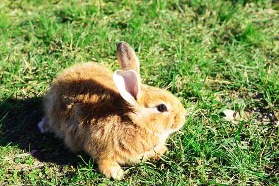 canva brown rabbit in grass outdoors MAD MT09A84