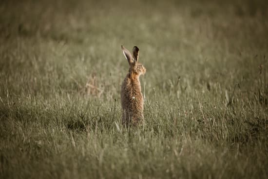 canva brown rabbit on grass field