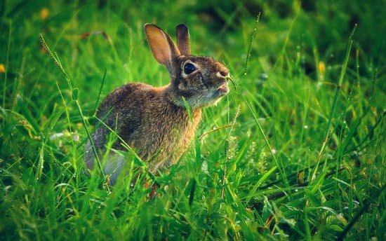 canva brown rabbit on green grass MAESXXaWvvk