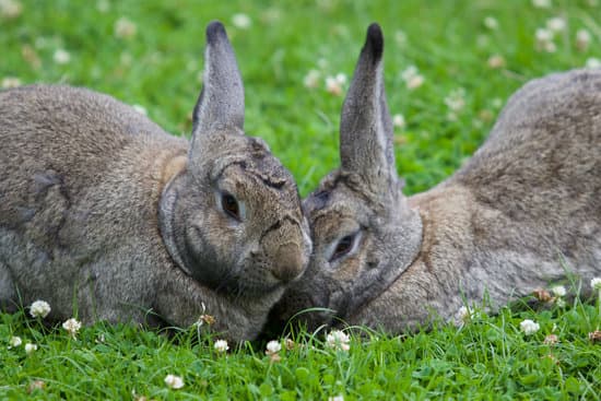 canva brown rabbit on green grass MAEaWItbdOc