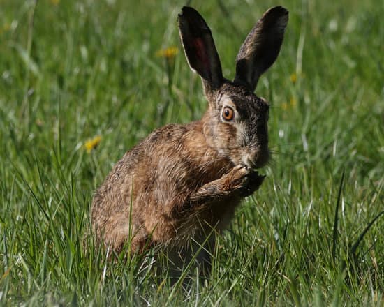 canva brown rabbit on green grass MAEc8Bgny3s