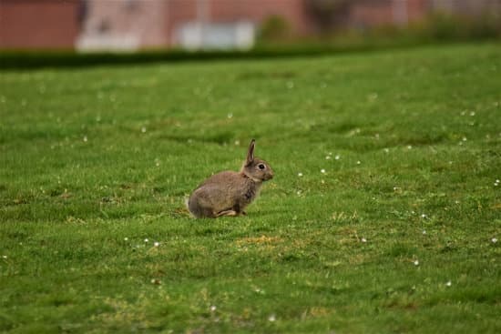 canva brown rabbit running on a green lawn MAEh0hNHoEo