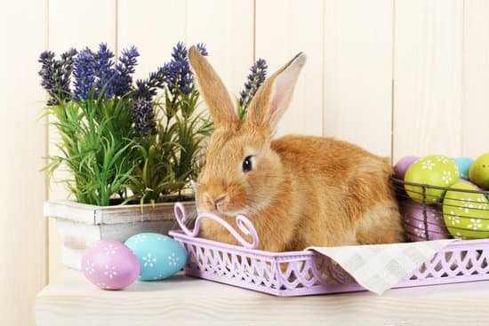 canva brown rabbit with easter eggs on shelf MAD Mb 2YMg