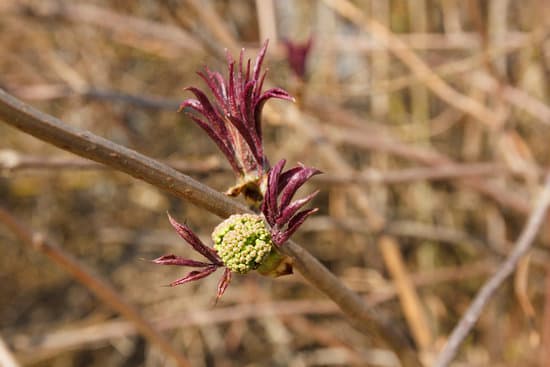 canva bud red elderberry MADBO5GdGyg