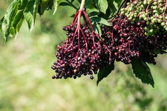 canva bunch of black elderberry sambucus nigra MADGFm9lq5Y
