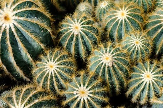 canva bunch of cactus MAEL3nSr7tQ