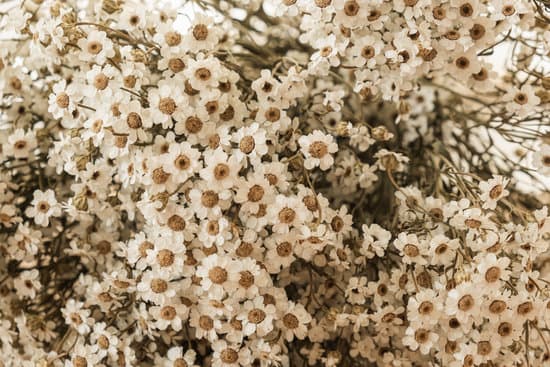 canva bunch of chamomile flowers MAEOUNTkpOQ