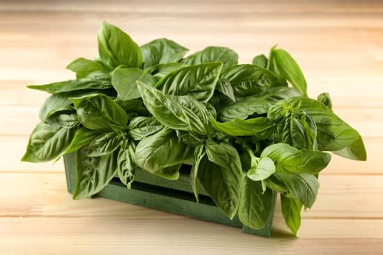 canva bunch of fresh basil on wooden table MAD Q4fZ05U