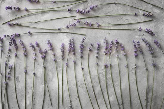 canva bunch of lavender on grey background MAD Q9yXbBw