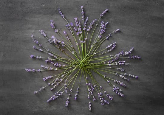 canva bunch of lavender on grey table MAD Qwtthmg