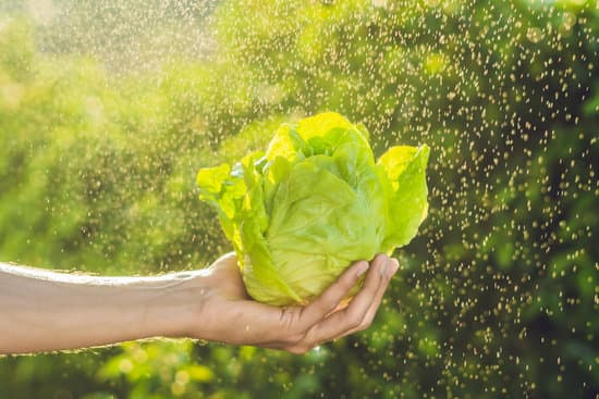 canva bunch of lettuce in a hand MAEOSsQ96OI