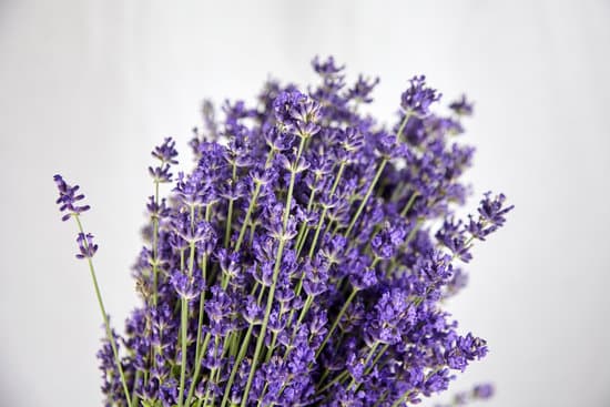 canva bunch of purple lavender on white background MAEPQkj0qGQ