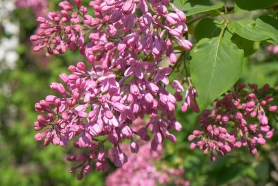 canva bunches of flowering lilac bush MAD7MSdfOEU