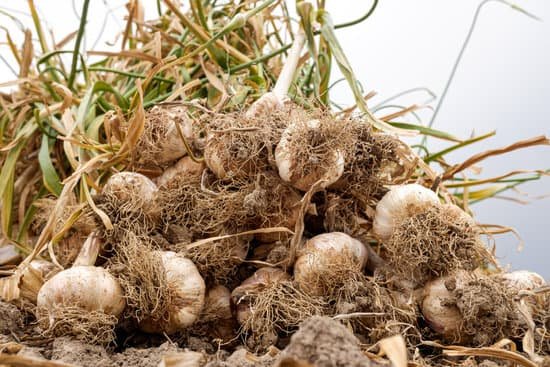 canva bunches of garlic MAEDVpmjOis