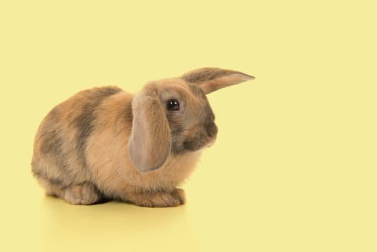 canva bunny on yellow background