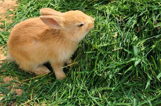 canva bunny rabbit feeding on grass MABM1zMbjs0