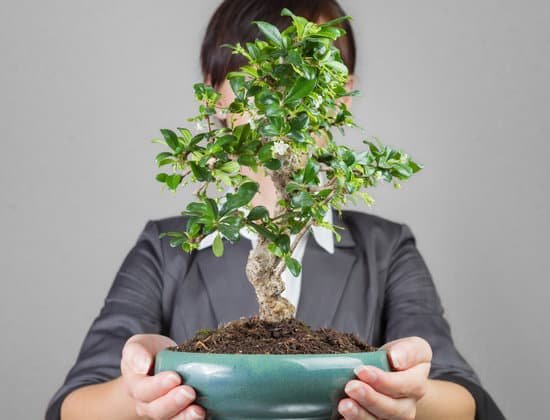 canva business growth like bonsai tree MADE 9BBm5w