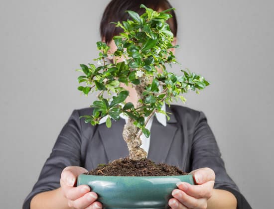 canva business growth like bonsai tree MAEaDyUDa4s