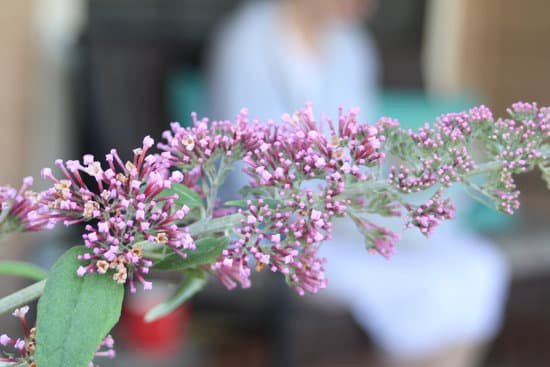 canva butterfly bush MAC5ien6zsE