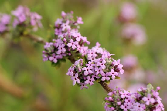 canva butterfly bush MAC9Jz9ygnY