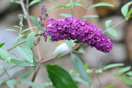 canva butterfly bush MAC9OieGdf4