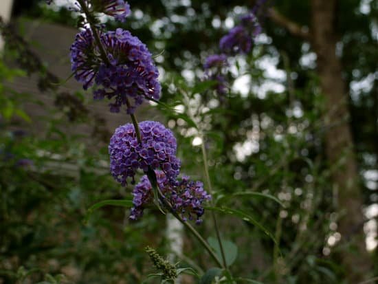 When To Cut My Butterfly Bushes Atlanta Jacanswers