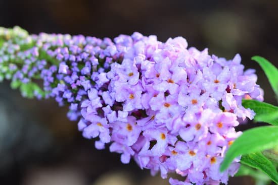 canva butterfly bush bloom MADmlk Dnag