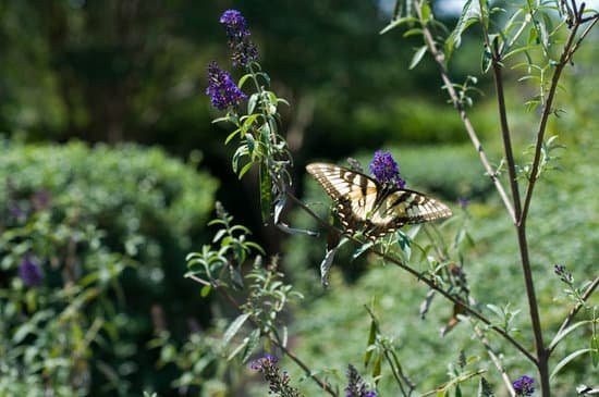 canva butterfly on bush MAC6HjGZc2Q