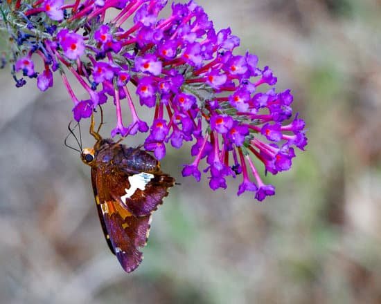 canva butterfly on butterfly bush MAD33 gthA4