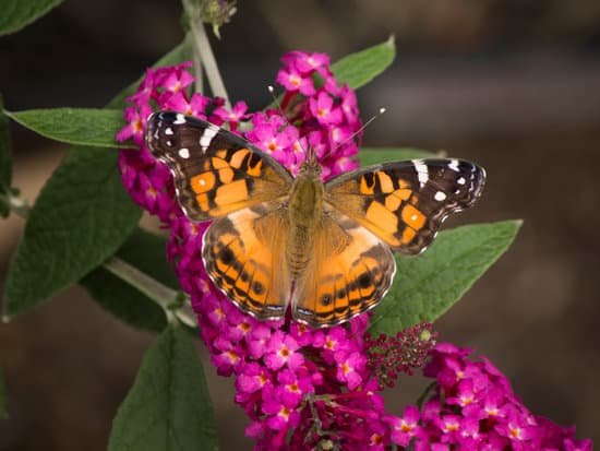 canva butterfly on butterfly bush