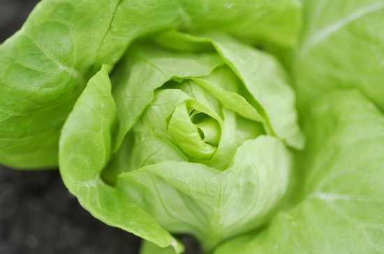 canva butterhead lettuce or lettuce MADFOY3OtZQ