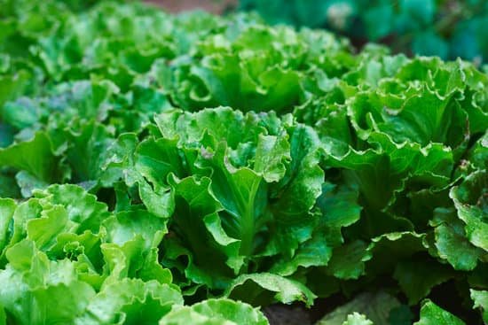 canva butterhead lettuces in an organic orchard MAECPLB3NtA