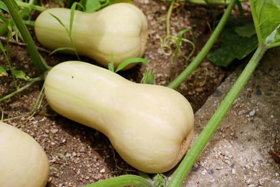 canva butternut squash MAEB4aqWBQw