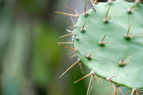 canva cactus MAC55jBcKrA
