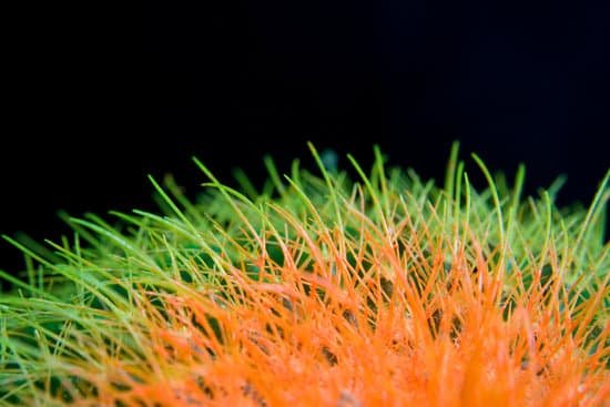 canva cactus