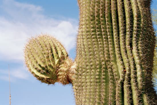canva cactus MAC70GEyz8c