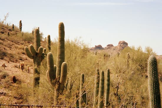 canva cactus MAC70IDyrQ8