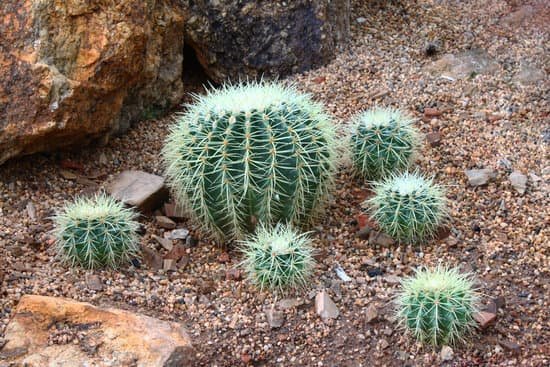 canva cactus